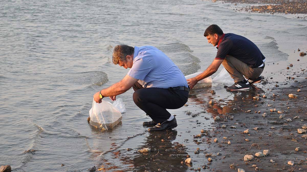 Baraja 40 bin aynalı sazan yavrusu bırakıldı