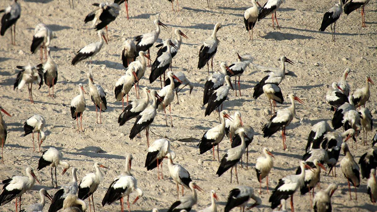 Gönüllüler leylekler için nöbette