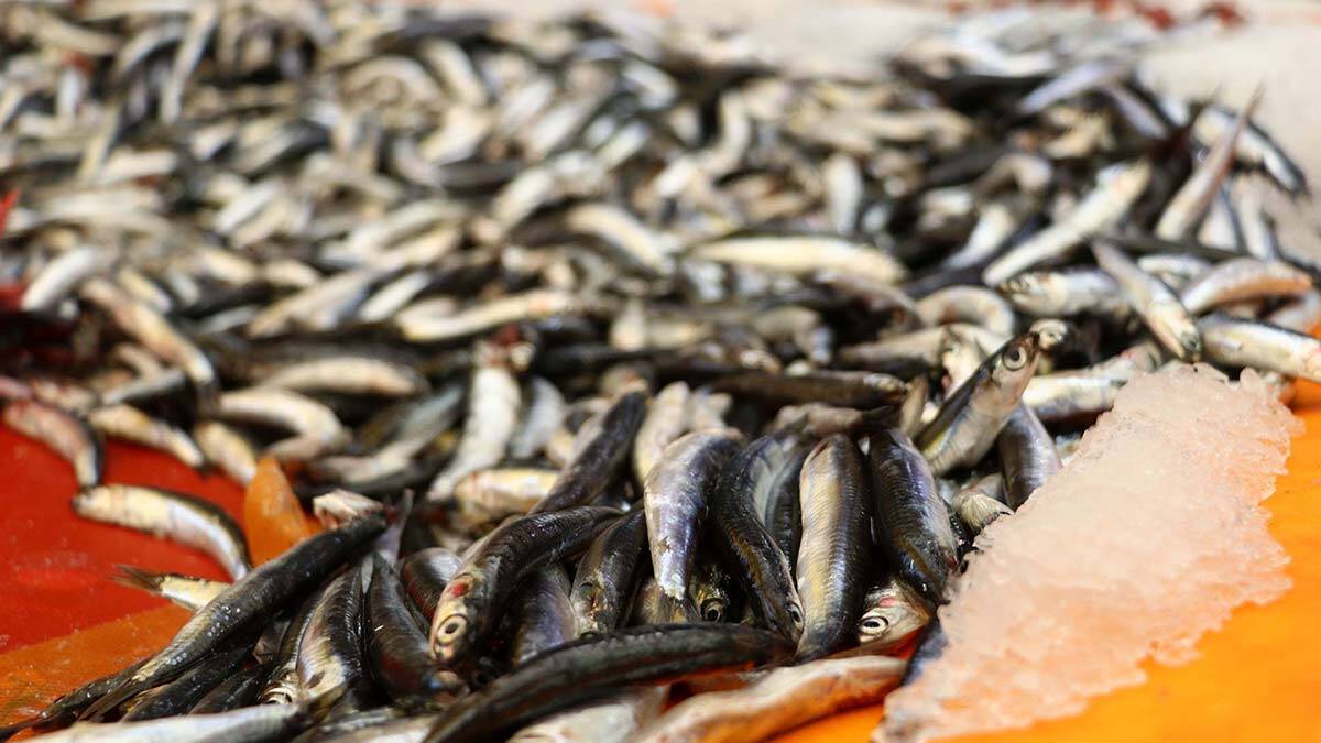 Hamsi tezgaha erken düştü