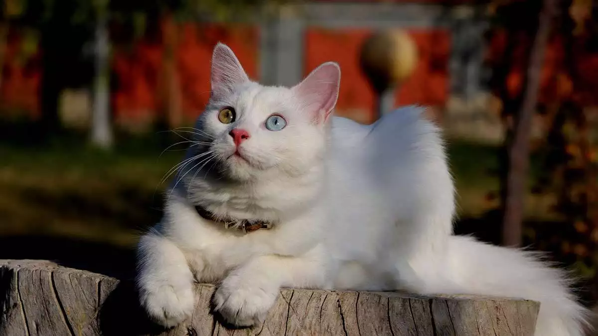 Helsinki üniversitesi'nin van kedisi araştırmasına tepki:  "van kedisine bir unvan verilecekse, en zeki kedi unvanına sahiptir diyebiliriz".