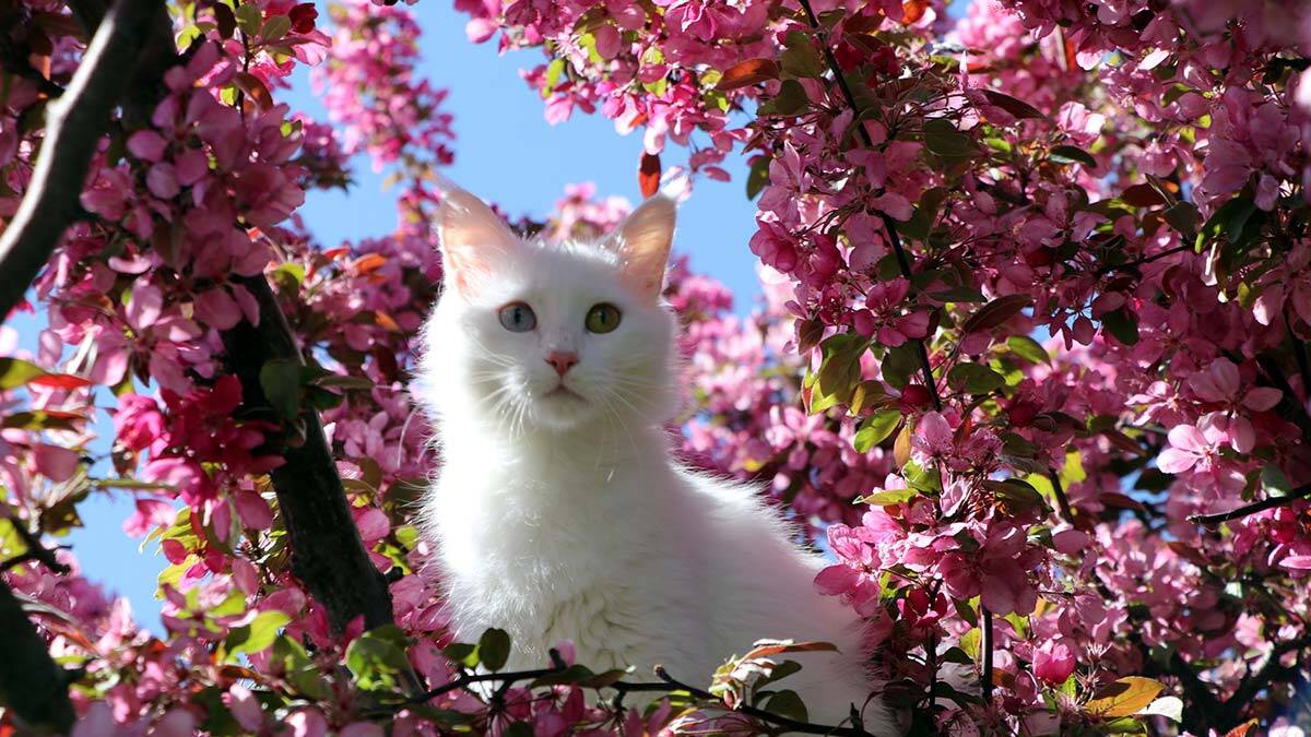 Van kedisi araştırmasına tepki