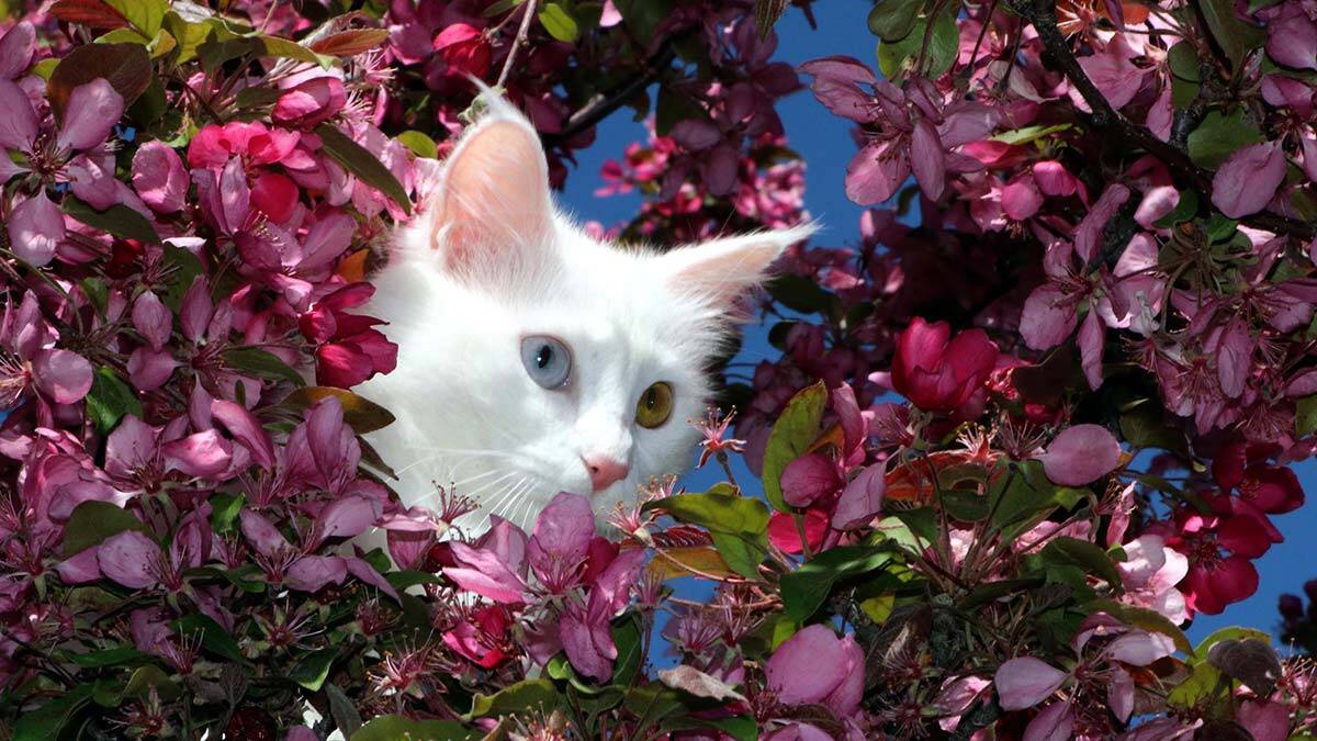 Van kedisi araştırmasına tepki