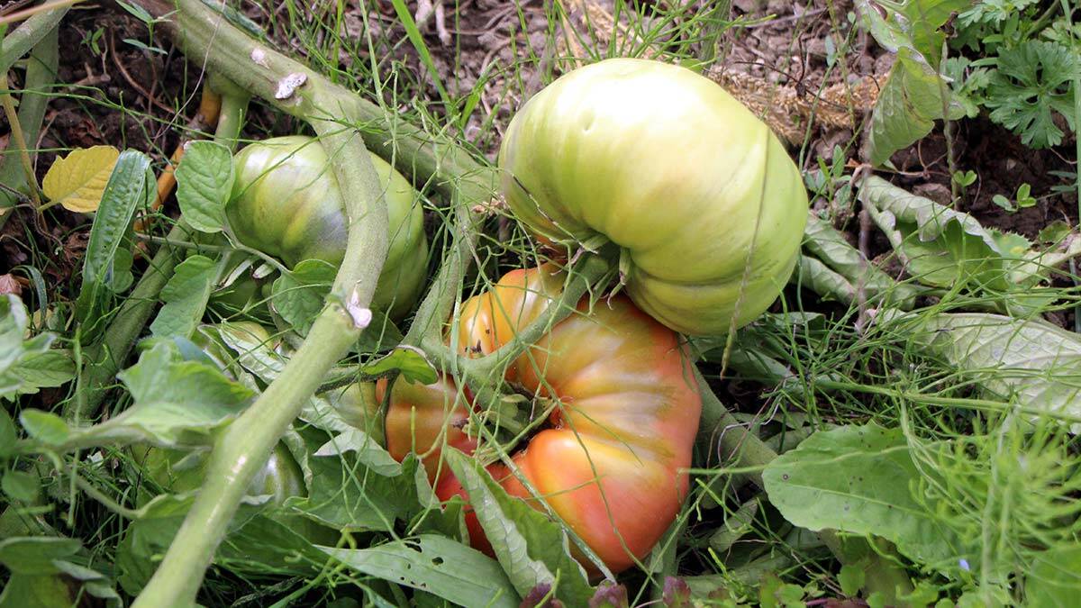 Bolu Belediyesi'ne bağlı Köroğlu Tarım Kooperatifi'nce deney amaçlı hem hibrit hem de yerli tohum kullanılarak domates yetiştirildi, Hibrit tohumlu domatesler çürüdü, yerli tohumlular büyüdü.