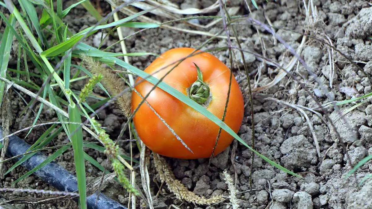 Hibrit tohumlu domatesler çürüdü