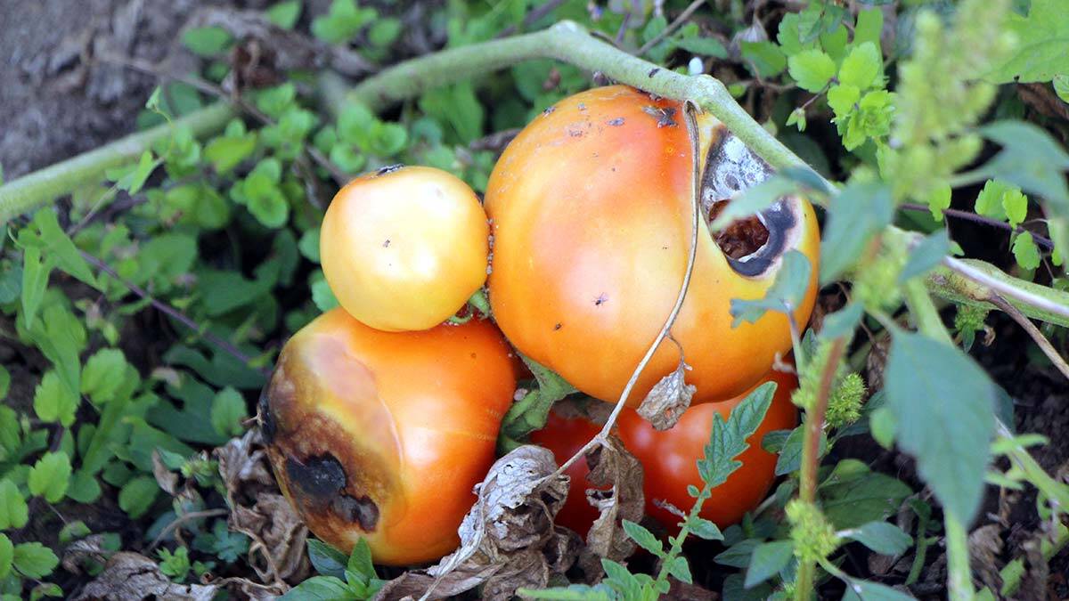 Hibrit tohumlu domatesler çürüdü