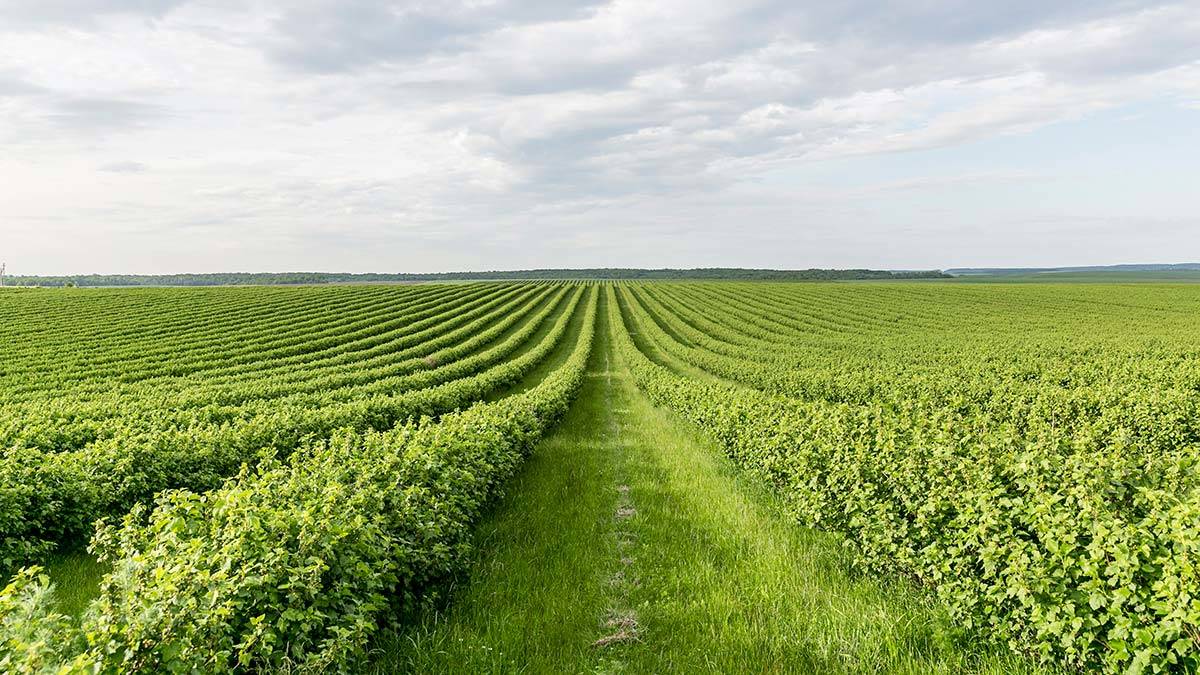 Türkiye Ziraat Odaları Birliği (TZOB) Genel Başkanı Şemsi Bayraktar, "Rekor seviyede artışları gören girdi fiyatlarına üreticimiz yetişemiyor" dedi.