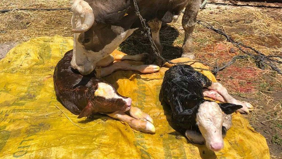 İki farklı cins buzağı doğuran inek şaşırttı