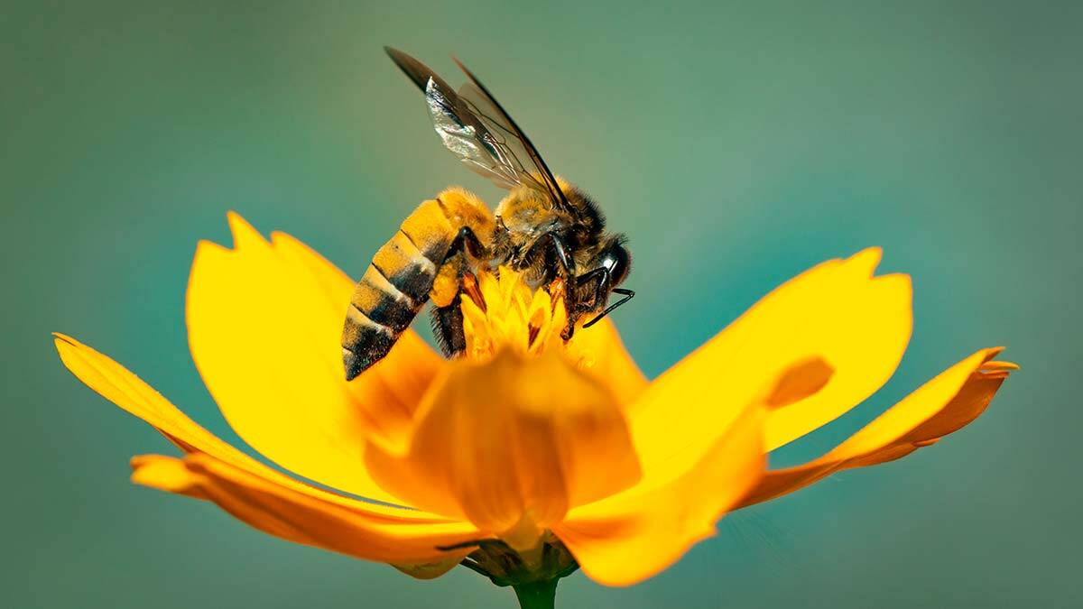Orman plantasyonunda arı varlığı gözetilmeli