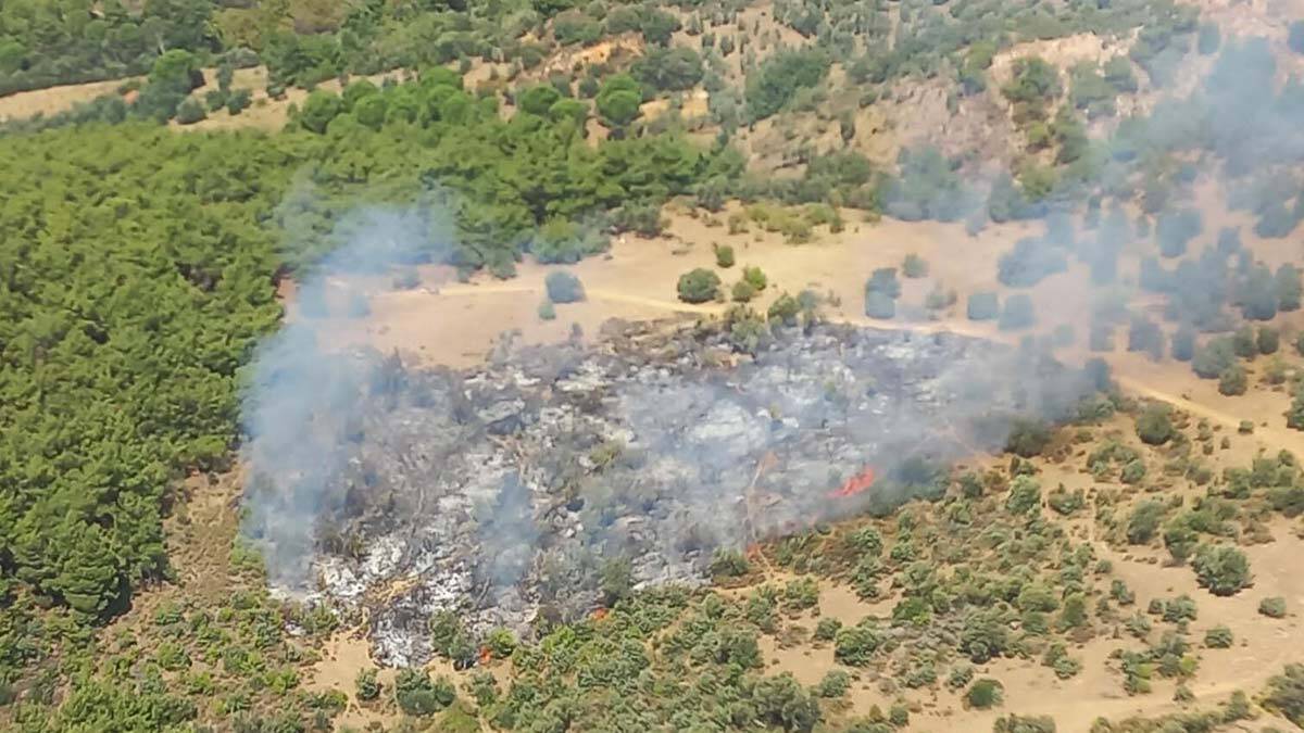 Dikili'de orman yangını