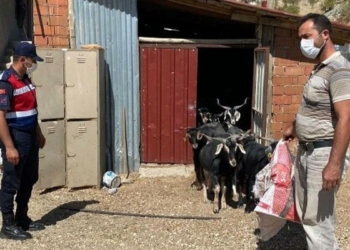 Jandarma, kayıp keçileri dronla buldu
