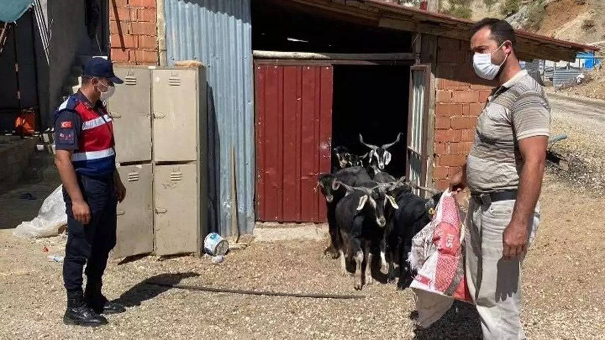 Jandarma, kayıp keçileri dronla buldu