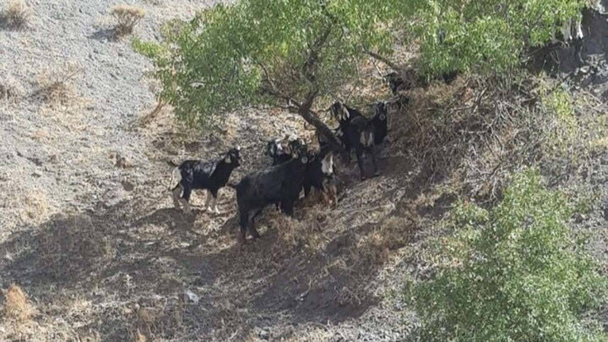 Jandarma ekipleri, keçileri bulunduğu yerden alarak, sahibine teslim etti.  