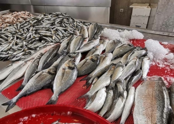Karadeniz'de istavrit bereketi; fiyatı yarıya düştü