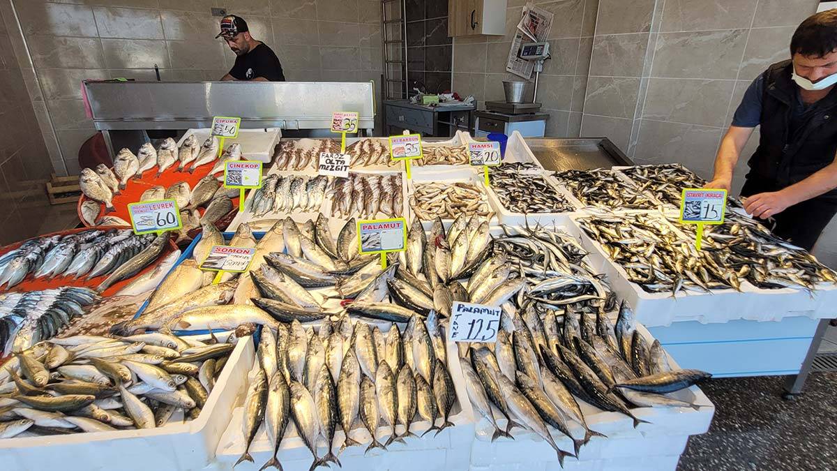 Karadeniz'de palamut bolluğu