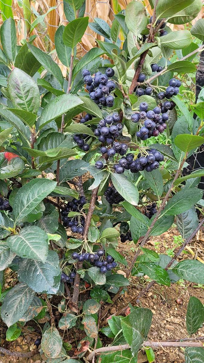 Üretimi artan aronya meyvesi yok satıyor