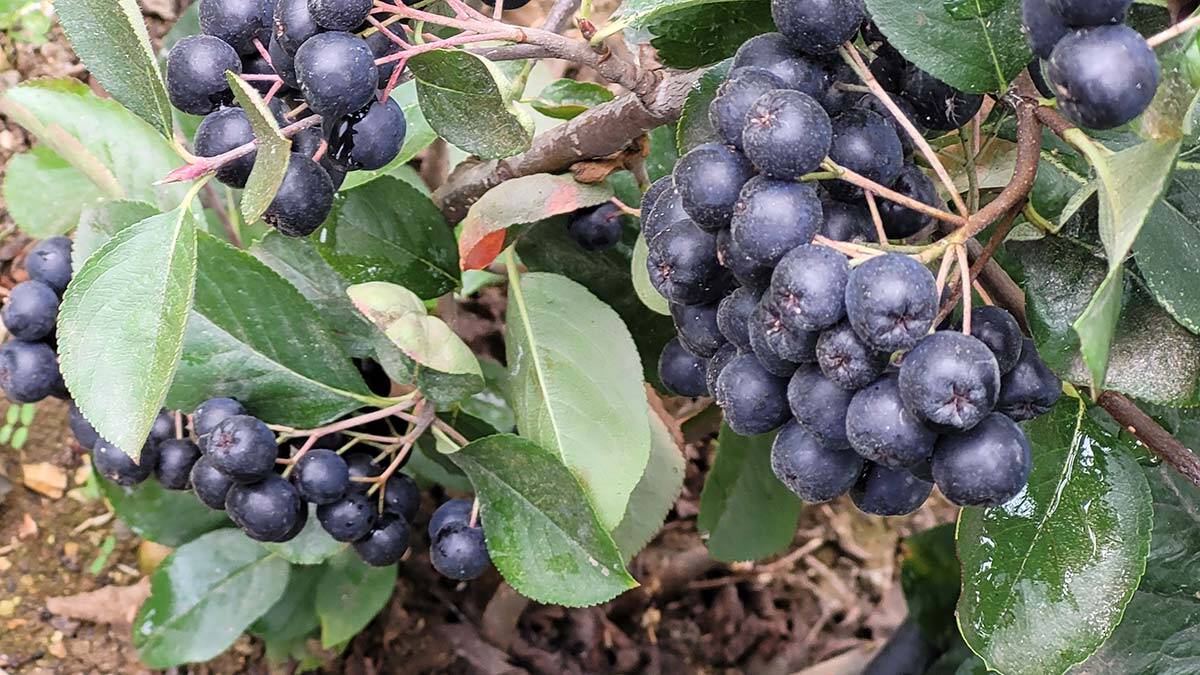 Üretimi artan aronya meyvesi yok satıyor