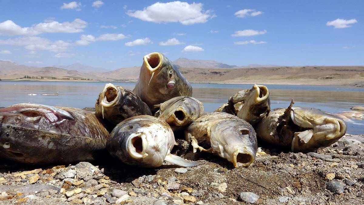 Balık ölümlerinin nedeni; plankton ve alg artışı