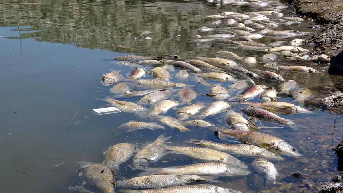 Balık ölümlerinin nedeni; plankton ve alg artışı
