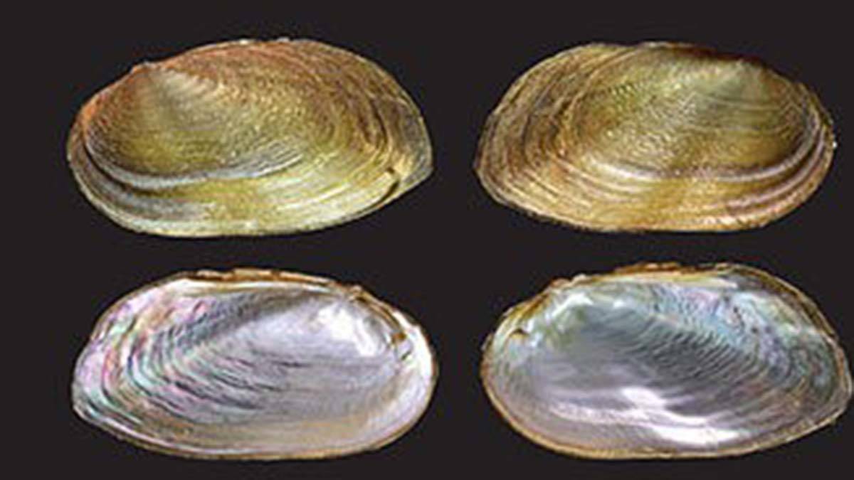 Malezya’da 2 yeni tür ‘tatlı su midyesi’ bulundu