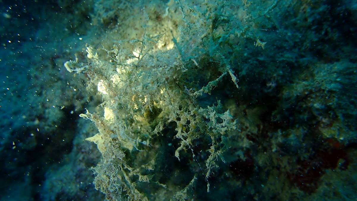 Mersin'de müsilaja karşı çalışma