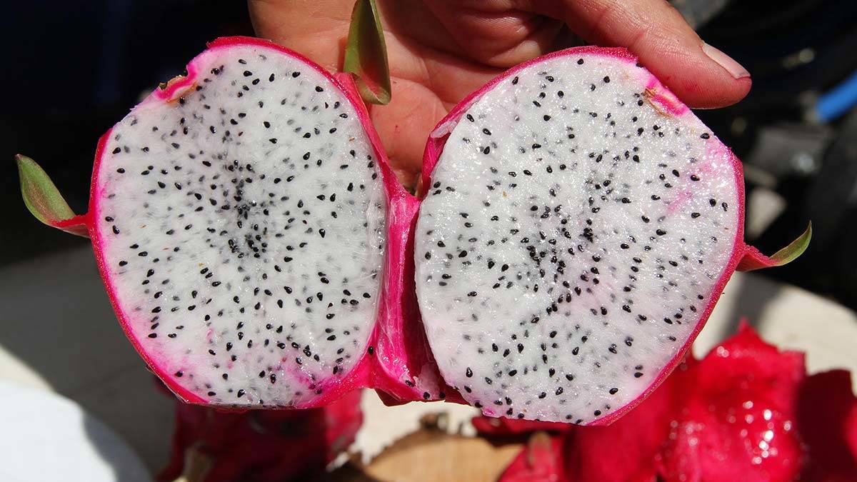 Ejder meyvesinin tanesi 25- 30 lira