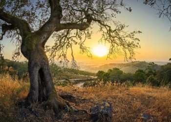 Çınar Ağacı'nın Ölümü