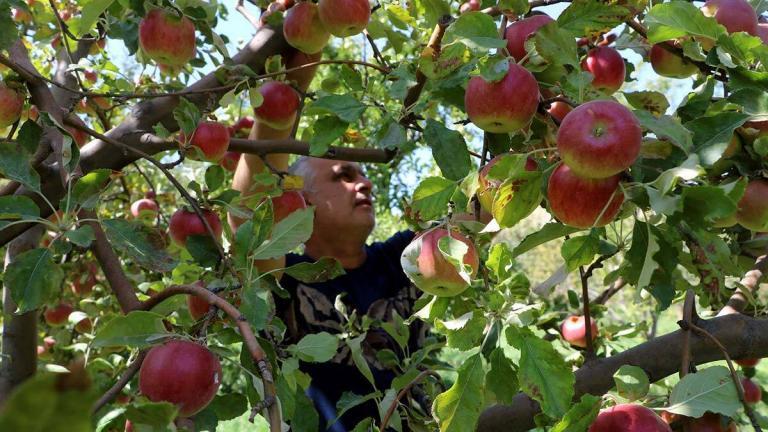 Kuraklığa rağmen tonlarca elma yetiştirdi