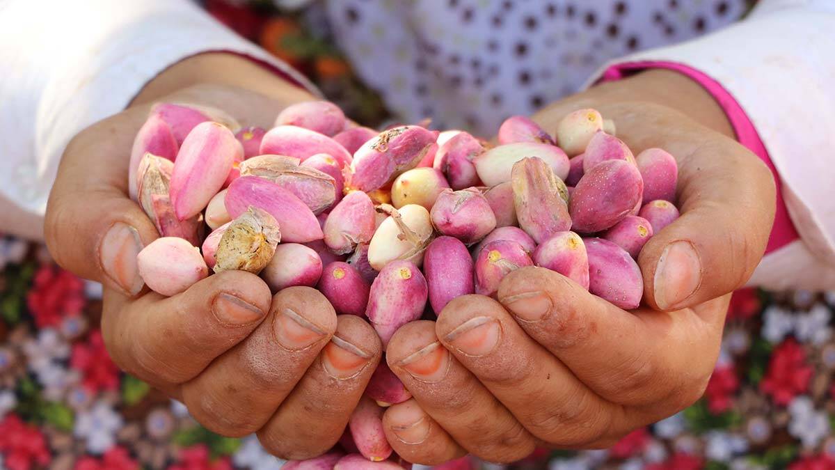 Antep fıstığında rekolte düşüşü