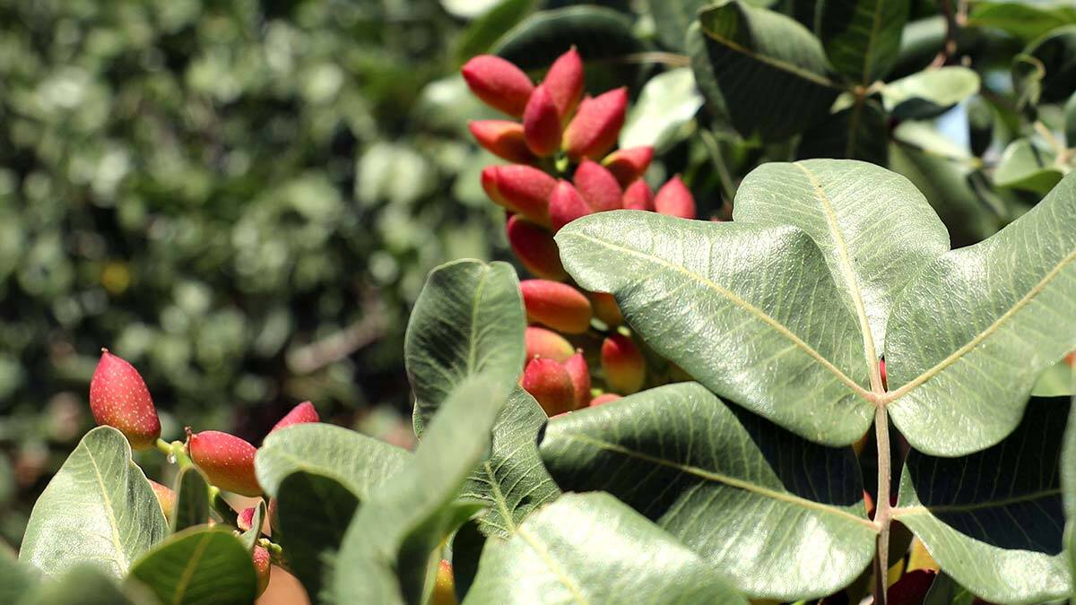 Antep fıstığında rekolte düşüşü