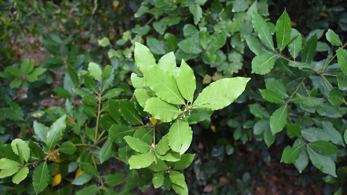 ‘Türk Defnesi’ coğrafi işaret almaya hak kazandı