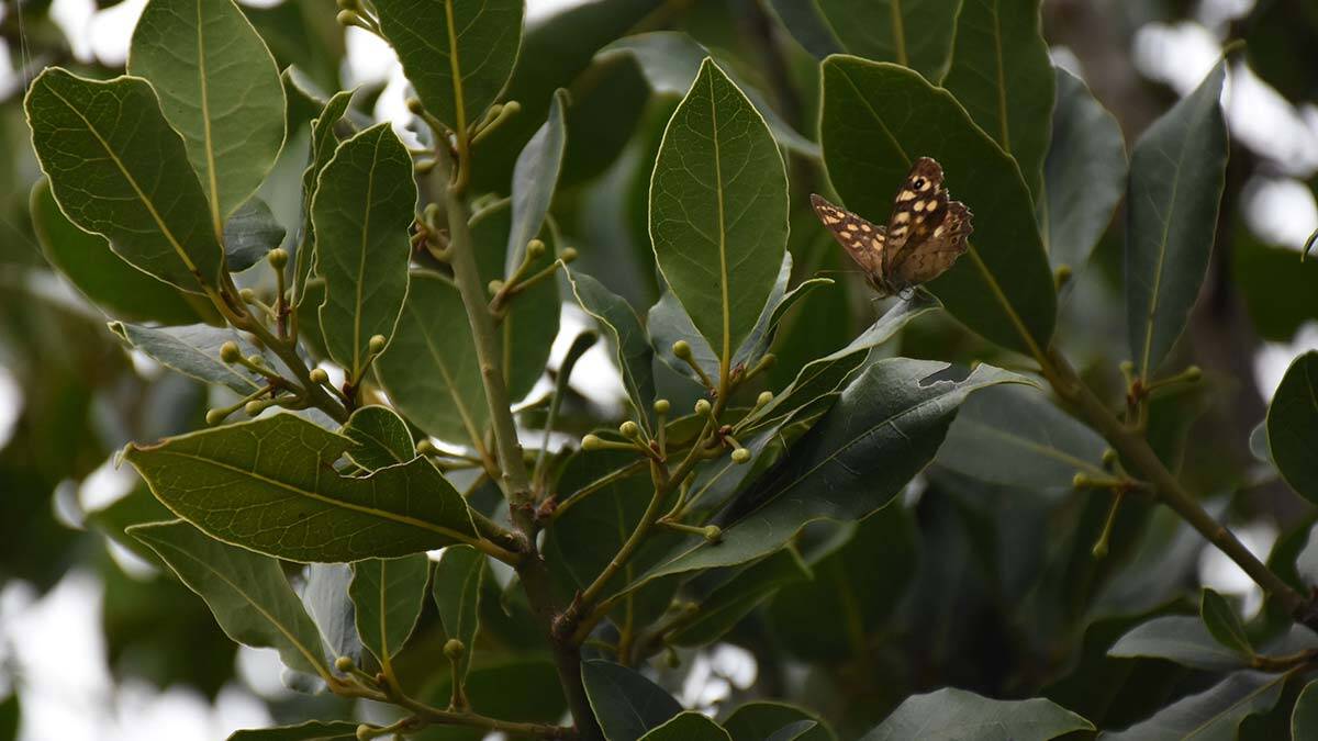 ‘Türk Defnesi’ coğrafi işaret almaya hak kazandı