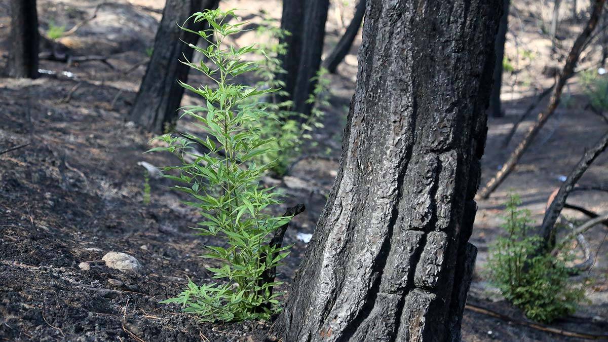 Türkiye'de 'en büyük orman yangını' olarak kayıtlara geçen ve 28 Temmuz'da çıkan orman yangınları sonrası maki türleri küllerin arasından filizlenerek yeniden doğdu.