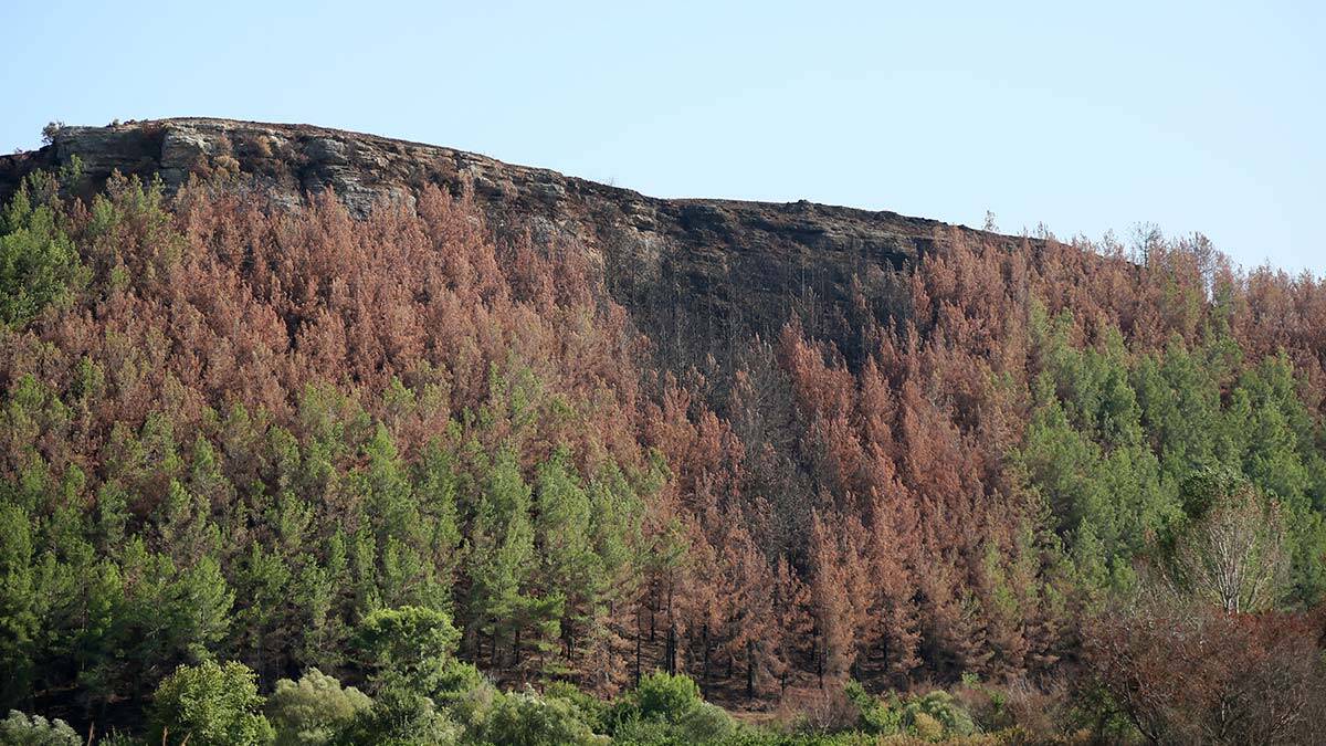 Yangın sonrası küllerin arasında yeniden doğuş