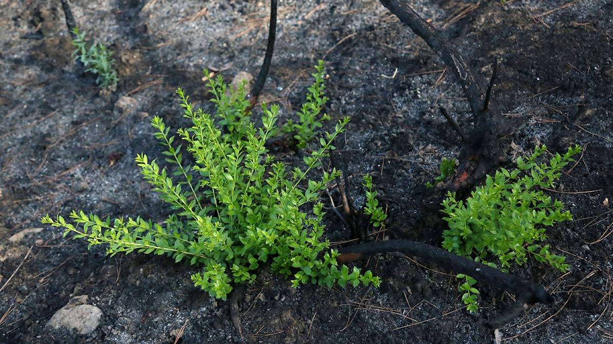 Yangın sonrası küllerin arasında yeniden doğuş
