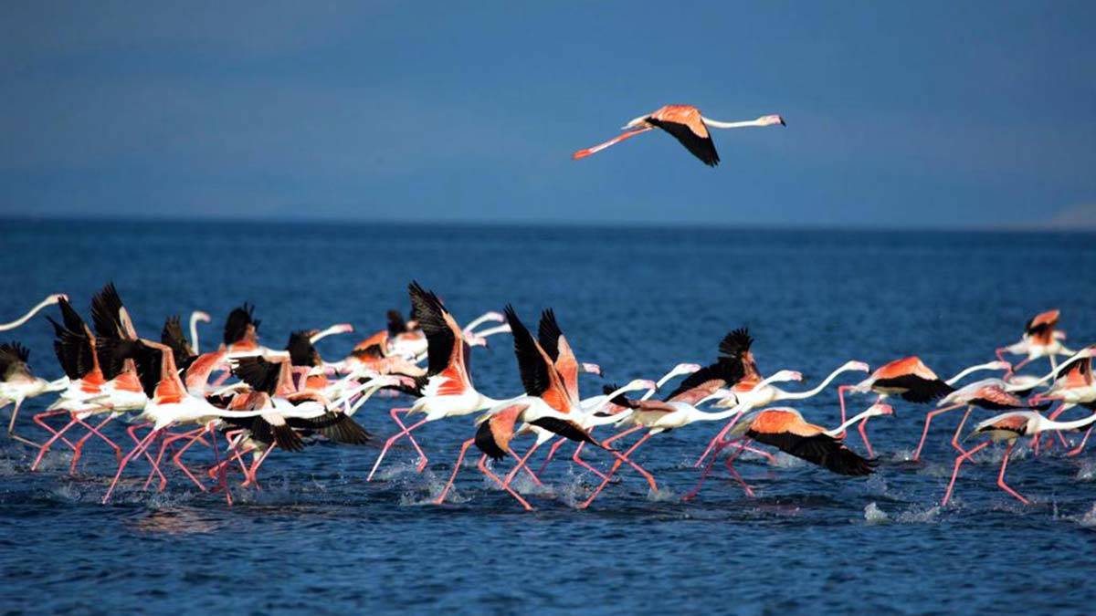 Van Gölü havzasında kuşlar kuraklık nedeniyle göç etti