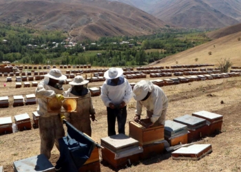 Van'da bal hasadı başladı