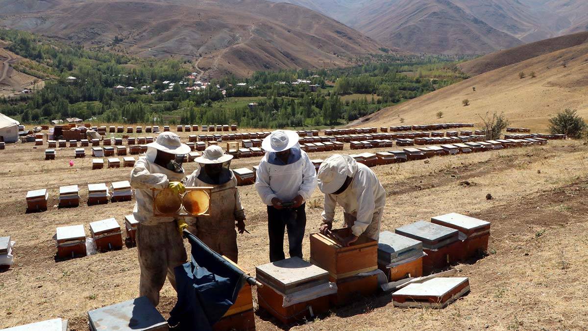 Van'da bal hasadı başladı
