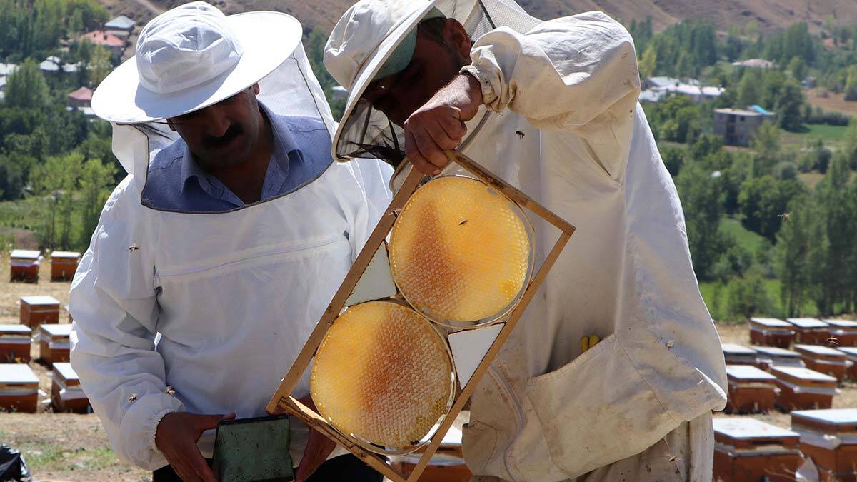 Van'da bal hasadı başladı