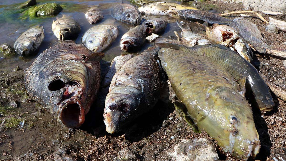 Balıklar şoka girerek ölmüş