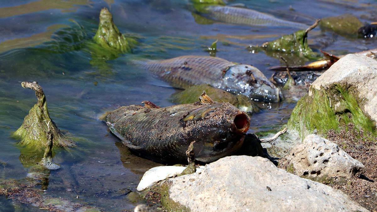 Balıklar şoka girerek ölmüş
