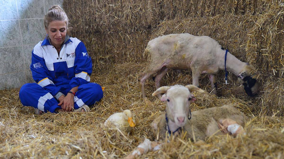 Yangından kurtarılan hayvanların uyumlu yaşamı