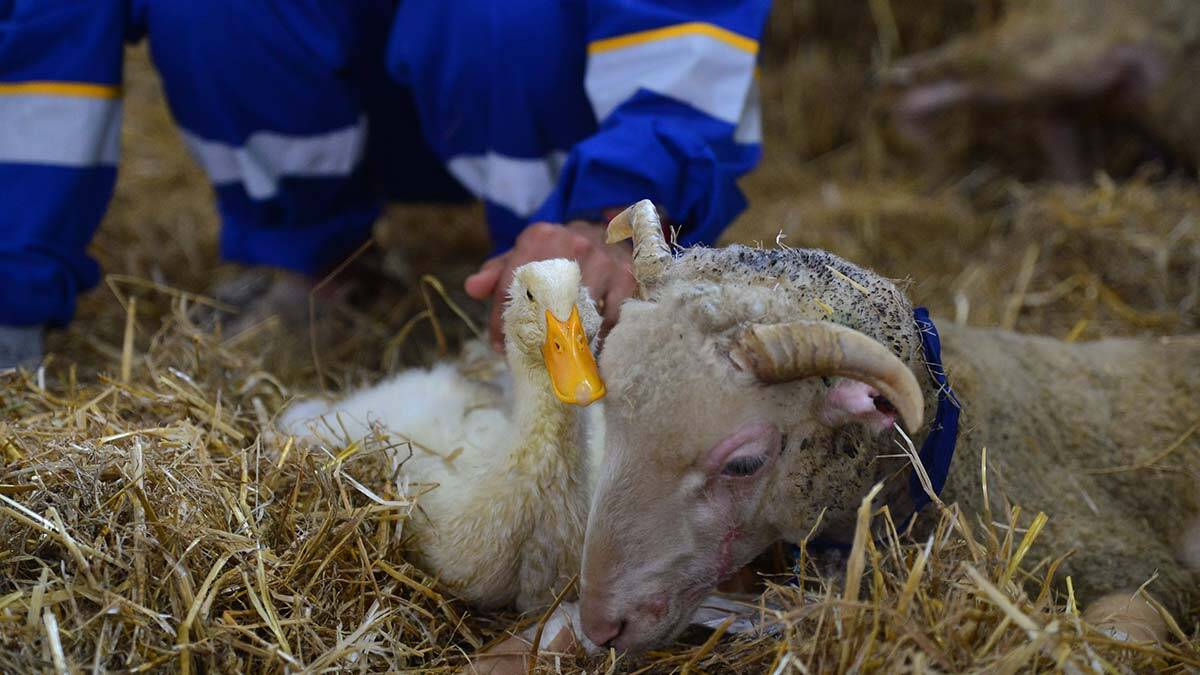 Bursa'nın Nilüfer ilçesindeki Emekli Hayvanlar Çiftliği'ne getirilen yangından kurtarılan hayvanların tedavileri devam ediyor.