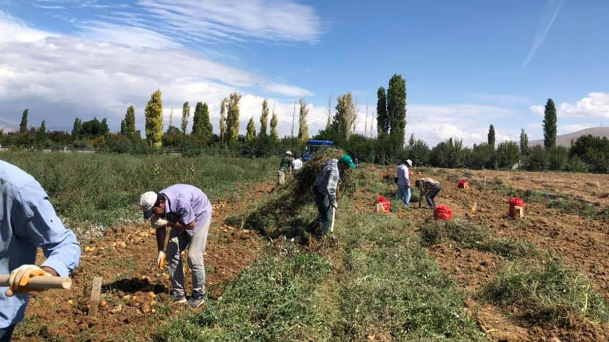 Yerli patates çeşitlerinde hasat dönemi