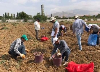 Yerli patates çeşitlerinde hasat dönemi