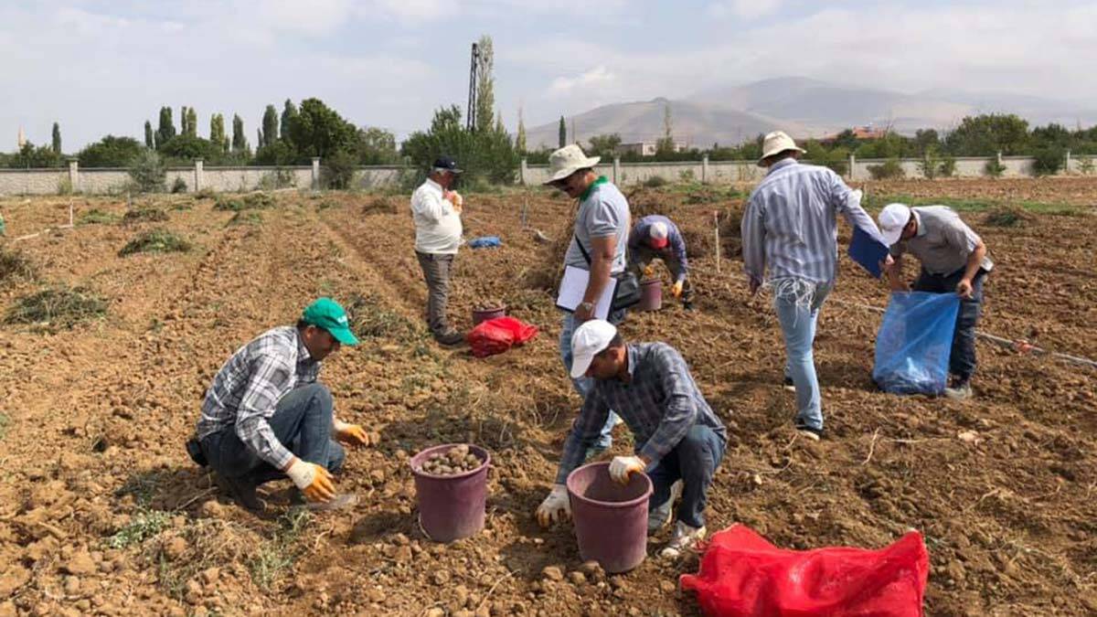 Yerli patates çeşitlerinde hasat dönemi