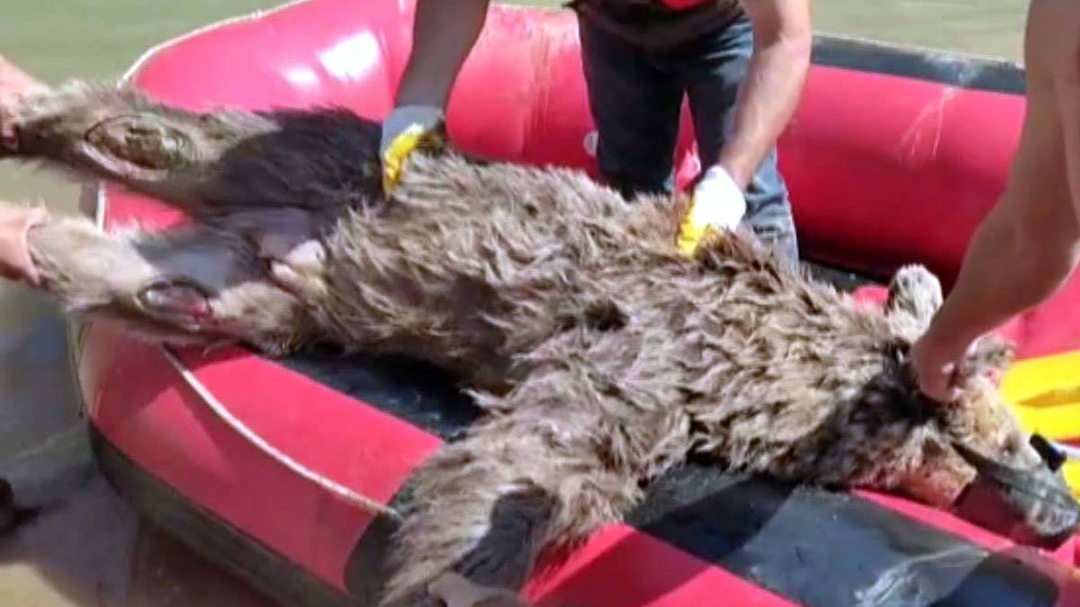 Zap Suyu'nda sürüklenen ayıyı rafting ekibi kurtardı