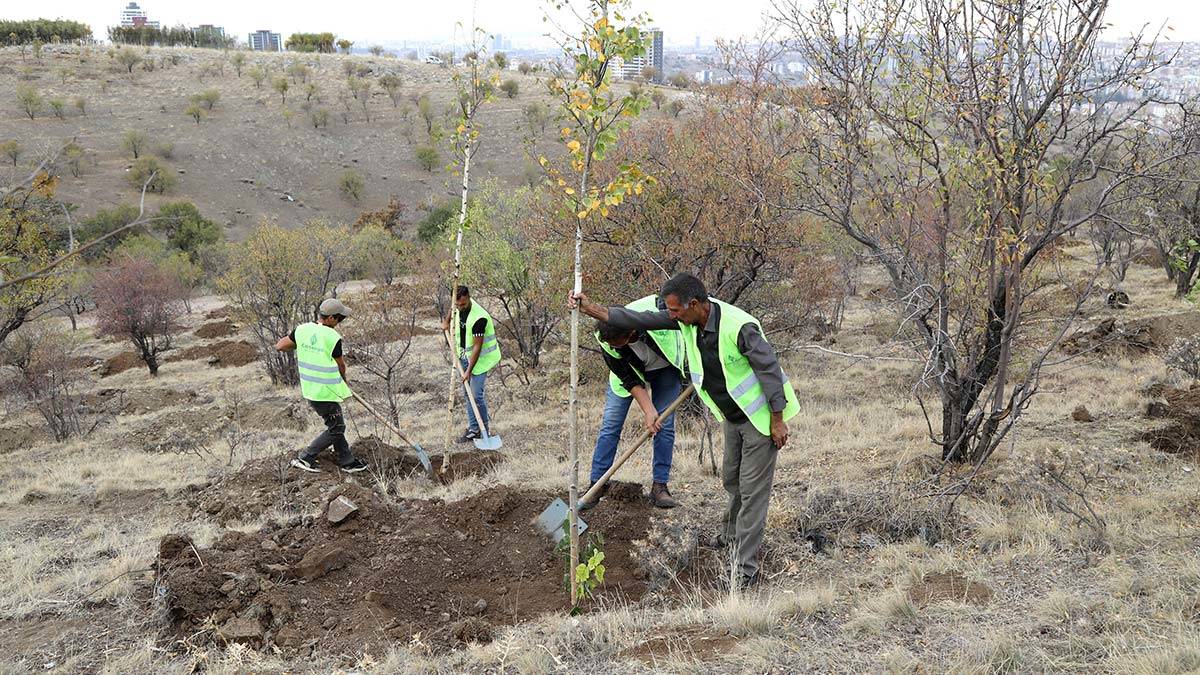 Bademlidere Kent Ormanı'na 20 bin ağaç