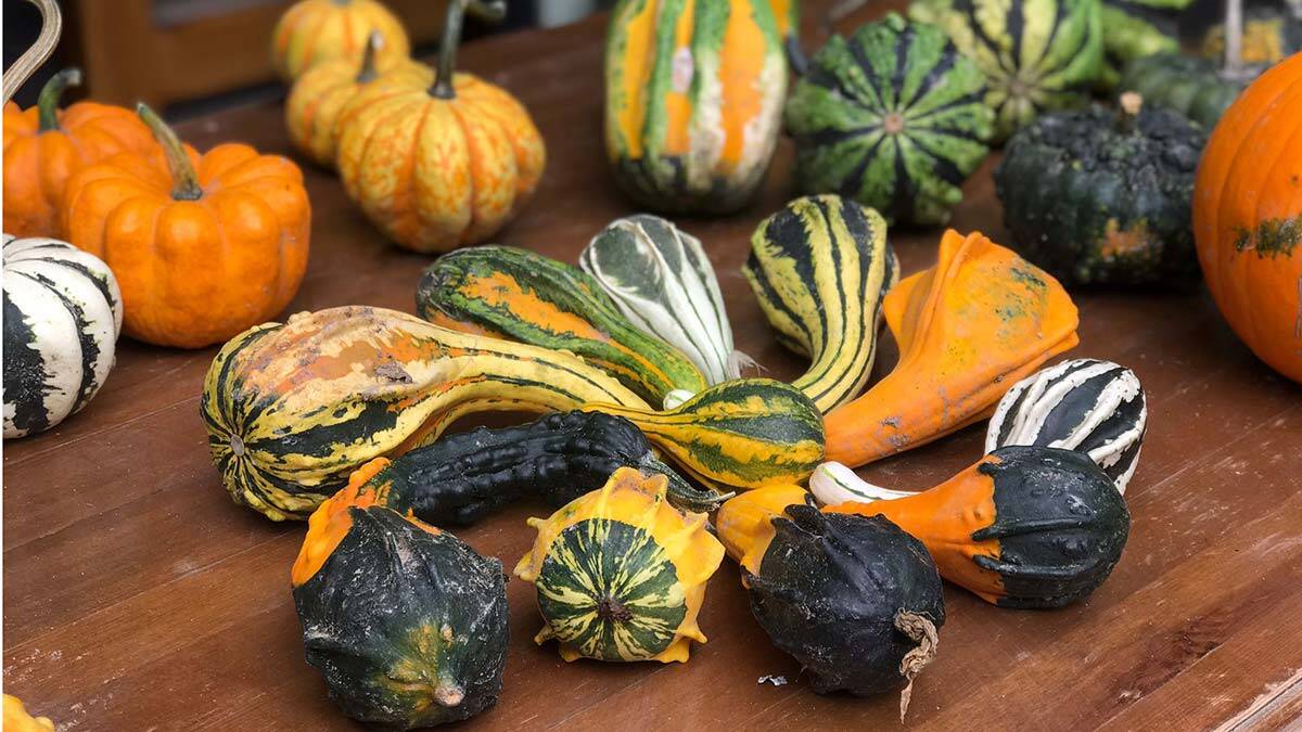 2022'nin tohumları hazırlanıyor