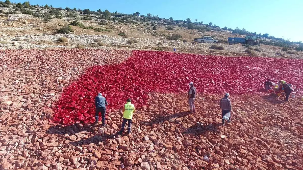 22 dönümlük zemine işlenen türk bayrağı boyanıyor