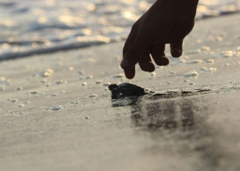 543 bin 704 yavru caretta caretta denizle buluştu